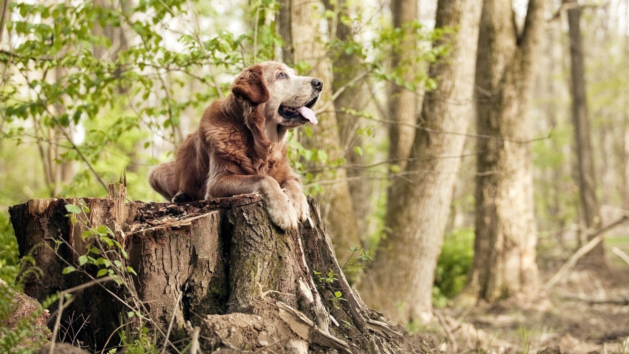 转会战背后:经理人的角色与影响,转会成功