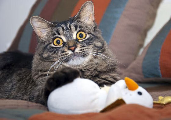 中国女篮保持良好竞技状态应对赛季密度，中国女篮赛制