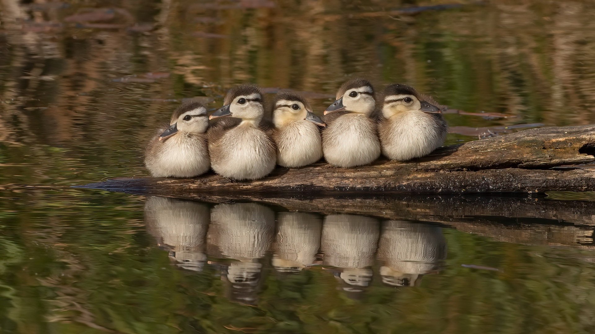 爱游戏体育娱乐-划频波动最小选手表现稳定，频率与划距的关系