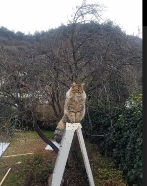 皇马防守端稳固零封对手状态回暖,皇马防反视频