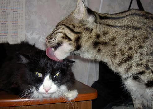 爱游戏体育app-蝶泳50米冠军出发反应仅0.58秒，蝶泳50米世界纪录是多少