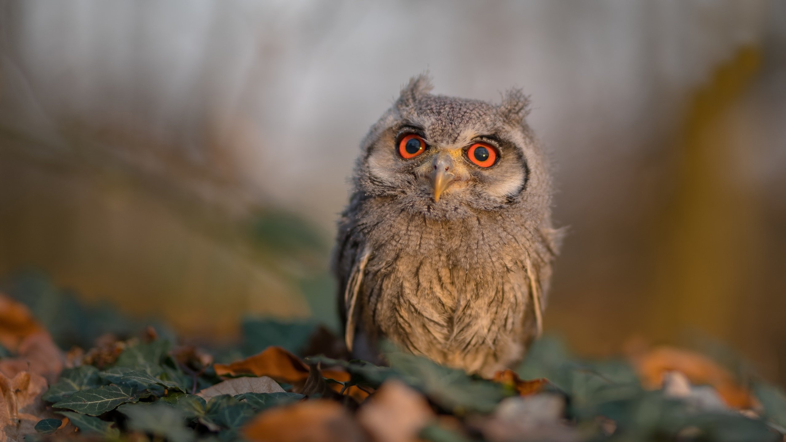 中国足球青训教练员培训项目增设实战课程，中国足球青训人才