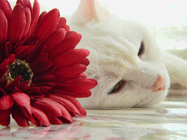 张雨霏自由泳突破新高度,张雨霏放弃50米自由泳