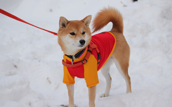 拉文称整体提升才是赛季最终目标，拉文有q4战术吗