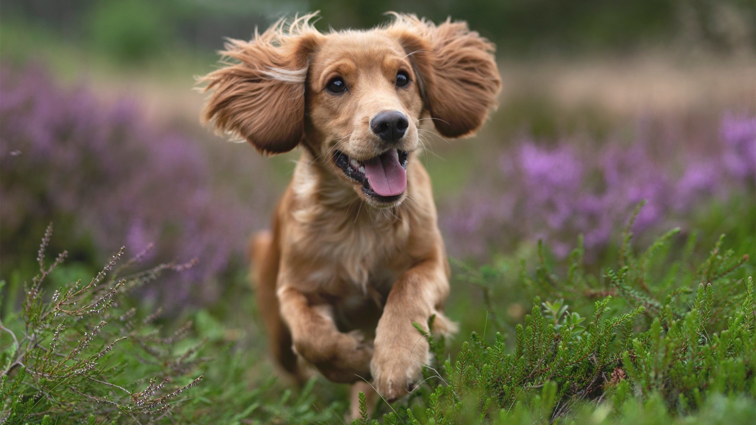 爱游戏下载-橄榄球场地共享模式成新趋势，橄榄球场地详解