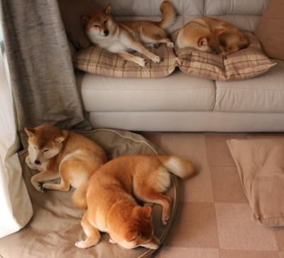 特斯·冯·迪克：富有创造力的中场球员，常常打破对方防线，冯斯特拉克家族