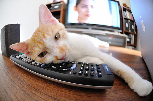 贾瓦迪800米坚持到底 展现体育精神,贾维斯·瓦纳多